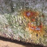 Ultrasoon Anti-Fouling tegen invasive species